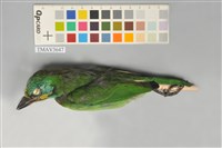 藏品(五色鳥)的圖片